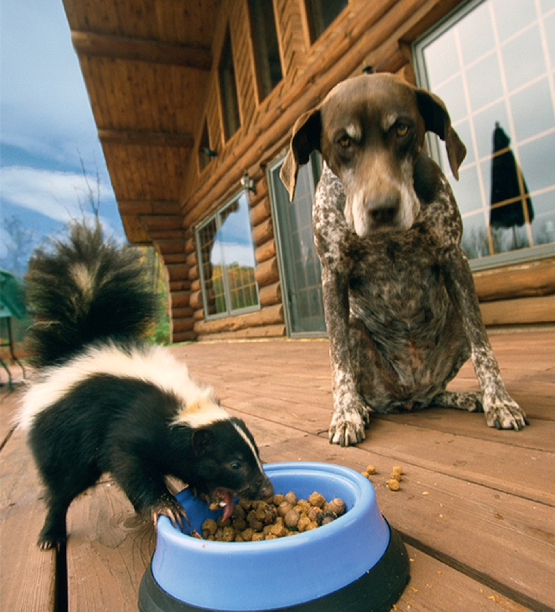 skunk-eating-dog-food